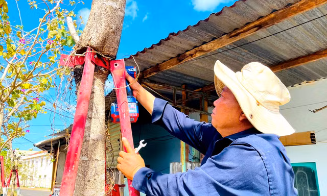 Tháo dỡ 170 cùm sắt 'bóp cổ' hàng cây hoa ban ở Gia Lai 