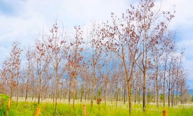 Rà soát toàn diện dự án chuyển đổi 50.000 ha rừng nghèo sang trồng cao su