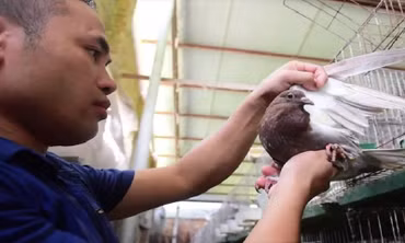Bỏ nghề lập trình viên về làm ‘nông dân nuôi chim’ thu 3 tỷ đồng/năm