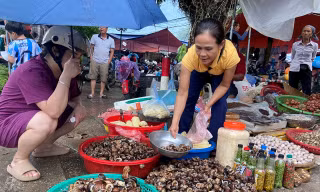 Tò mò về loài ốc 'thuốc bổ' trên rừng