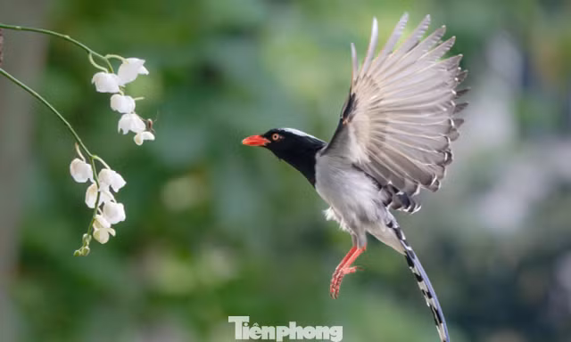 Chim hoang dã về phố làm tổ, thản nhiên dạo vỉa hè Hà Nội