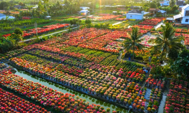 Cánh đồng hoa giấy gây choáng ngợp như phim trường