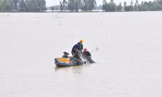 Mùa lũ Đồng Tháp
