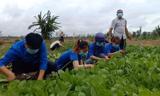 Áo xanh tình nguyện ra đồng hái rau tặng người nghèo mùa dịch
