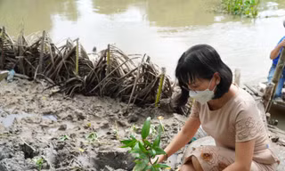 Trồng bần chống sạt lở bờ sông