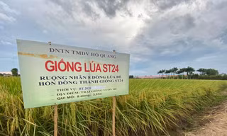 Gạo thơm ST của ông Hồ Quang Cua lọt top 4 ngon nhất thế giới