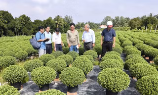 Nhà vườn nhổ bỏ hàng nghìn chậu cúc mâm xôi phục vụ Tết do chậm ra hoa