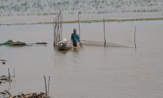 Nhộn nhịp đánh bắt, mua bán sản vật mùa nước nổi ở vùng biên An Giang