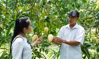 Xoài Đồng Tháp