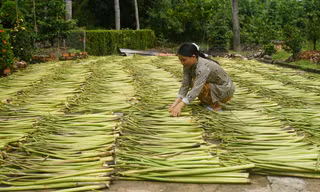 Phát triển kinh tế nông nghiệp bền vững thích ứng với biến đổi khí hậu