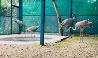 6 cá thể Sếu đầu đỏ nhập từ Thái Lan hoàn thành cách ly, sẵn sàng về Vườn Quốc gia Tràm Chim