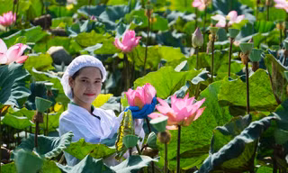 Hành trình đưa sen Đồng Tháp lên tầm cao mới