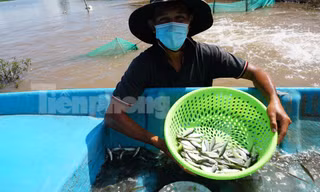 Độc đáo cách bắt cá linh ở dầu nguồn lũ