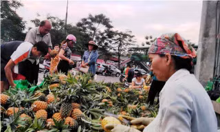 Nông dân trực tiếp mang dứa ra tiêu thụ tại Hà Nội (ảnh chụp tại điểm bán cổng công viên Thống Nhất)