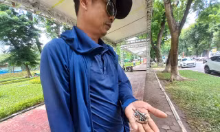 Hà Nội: Gian hàng hội chợ dời đi, đinh vít rải nhan nhản lòng đường, vỉa hè