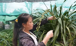 Giữ ấm cho loài lan quý chờ bung nở dịp Tết 