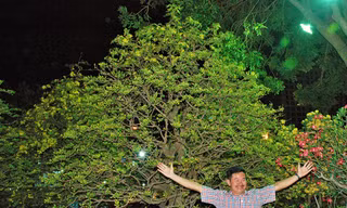 Sững sờ trước những cây mai tiền tỷ tại chợ hoa đêm 
