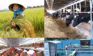 Một con bò chết cần 5 chữ ký xác nhận