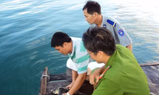 Chủ quán nhậu thả đồi mồi về biển