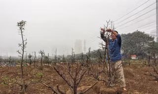 Ông Nguyễn Văn Minh (Từ Liêm - Hà Nội) tất bật trồng lại những gốc đào, chuẩn bị cho Tết năm sau.