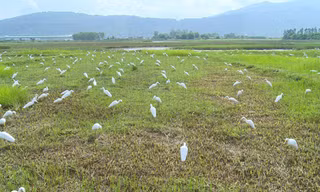 Nhìn từ xa, nhiều người sẽ lầm tưởng 1 đàn cò trắng đang đậu dưới cánh đồng này... Tuy nhiên, đây chỉ là một đàn cỏ giả trên cánh đồng giữa hai xã Trường Lâm và Xuân Lâm (huyện Tĩnh Gia, Thanh Hóa).