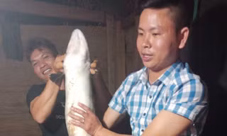 Cá chình 'khủng' dài 1,5 mét mắc lưới ngư dân Quảng Bình