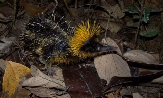 Hemicentetes semispinosus.
