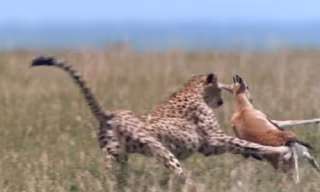 Báo cheetah tăng tốc, tóm gọn linh dương