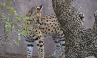 Linh miêu một mình đối đầu với bốn con báo cheetah