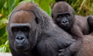 Những thông tin về loài động vật có bộ gen giống người đến hơn 98%