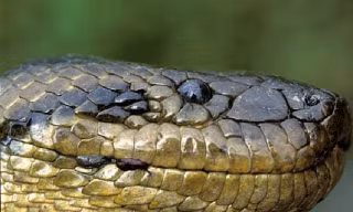 Trăn Anaconda, huyền thoại và sự thật 