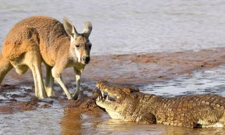 VIDEO: Mai phục tài tình, cá sấu dễ dàng tóm gọn kangaroo