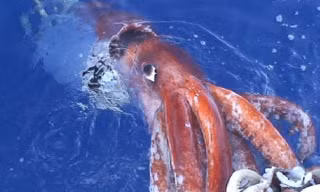 Mực khổng lồ nước sâu, hiện thân của quái thú Kraken