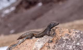 Thằn lằn Liolaemus tacnae.