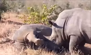 VIDEO: Tê giác tấn công đồng loại khiến hà mã hãi hùng