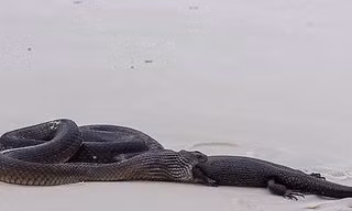 Hãi hùng cảnh rắn độc nuốt chửng kỳ đà trên bãi biển 