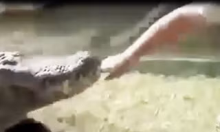 Video: Người đàn ông trả giá đắt vì ‘giỡn mặt’ với cá sấu