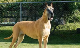 Giống chó Great Dane, gã khổng lồ với trái tim bồ câu