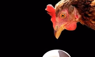 Vật lý học trả lời câu hỏi: Con gà hay quả trứng có trước?