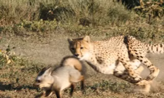 Một mình cáo chống lại hai con báo cheetah 