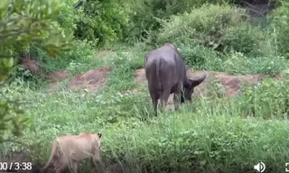 VIDEO: Mải kiếm ăn, trâu rừng bị đàn sư tử ‘xơi tái’