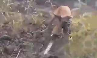 Ảnh cắt từ video.