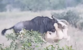 VIDEO: Sư tử ‘nhừ tử’ vì bị linh dương đầu bò phản đòn