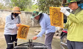Đưa ong rừng về nuôi lấy mật, người dân Hà Nội kiếm hàng trăm triệu đồng