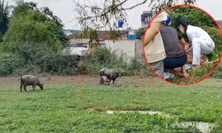 2 người đàn ông chọc ghẹo trâu, bị húc nhập viện: Có được bồi thường?