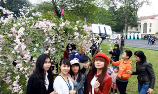 Lễ hội hoa anh đào luôn thu hút đông đảo giới trẻ tham gia. Ảnh: Giang Huy