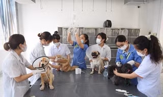 Bên trong bệnh viện của bệnh nhân 'không biết nói, đi 4 chân' ở Hà Nội