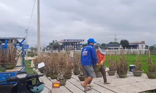 Nhà vườn tất bật dựng sạp, đưa mai ra đường để 'níu' chân khách hàng