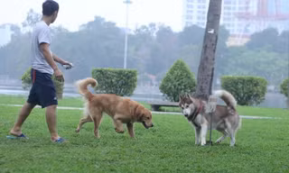 Chó không rọ mõm vẫn 'tung tăng' trong công viên Thống Nhất