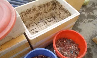 Ngoài cá tươi, mọi người còn xin, mua cả phế phẩm cá như ruột, đầu cá... về ủ phân